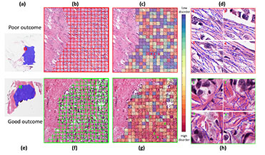 collagen_illustration.jpg
